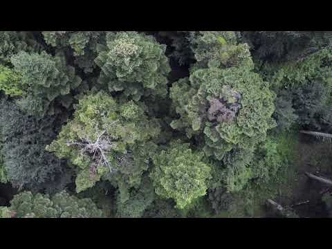 Trees by by Herman Hesse 