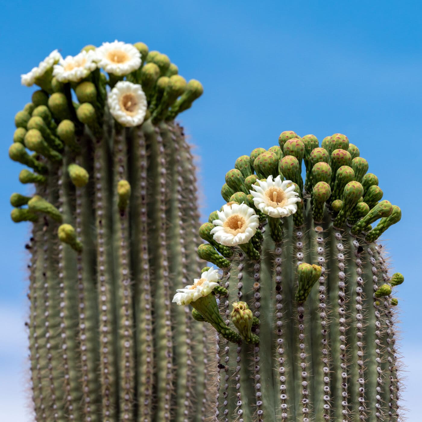 Solitude of the Sonora | Story for Sleep