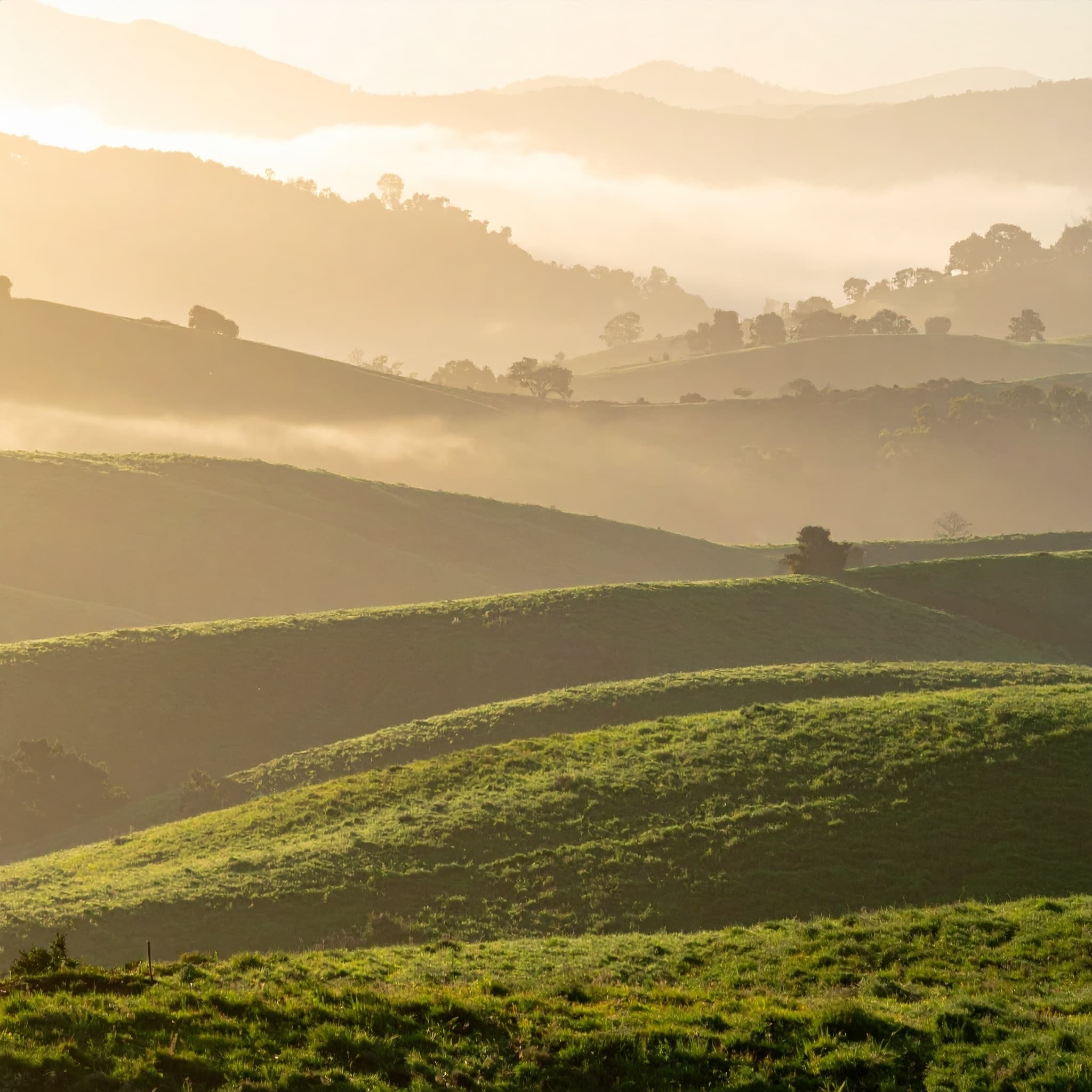 The Field of Dreams: A Guided Journey to Connect with Lost Loved Ones