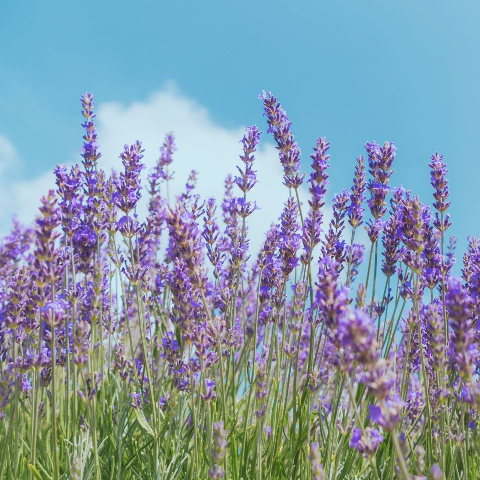 Sounds of Provence | Lavender Fields with Birdsong, Cicadas & Bees