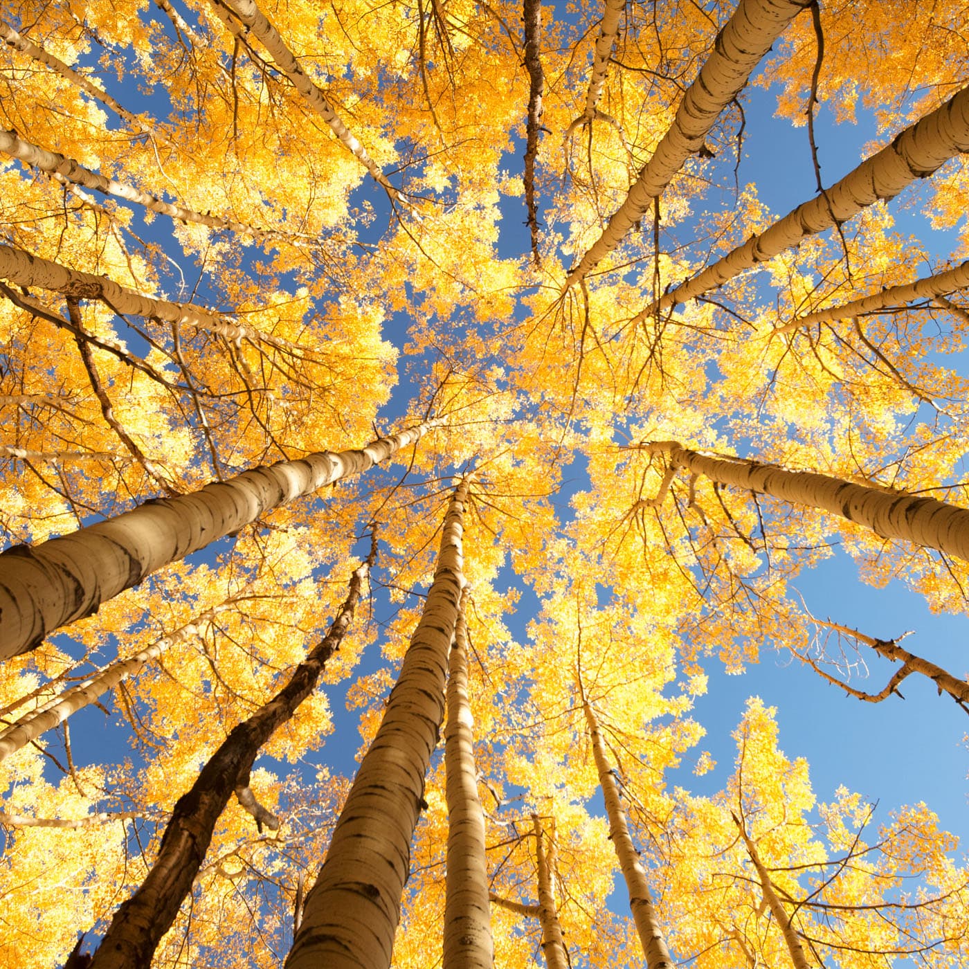 Autumn in the Forest | Fall Asleep