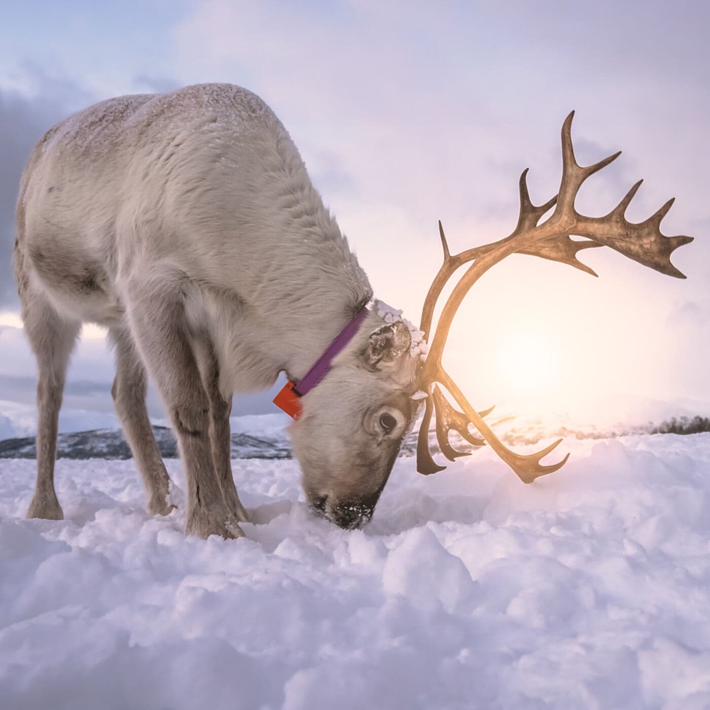 Cool Yule | Relaxing Meditation for the Holiday Season