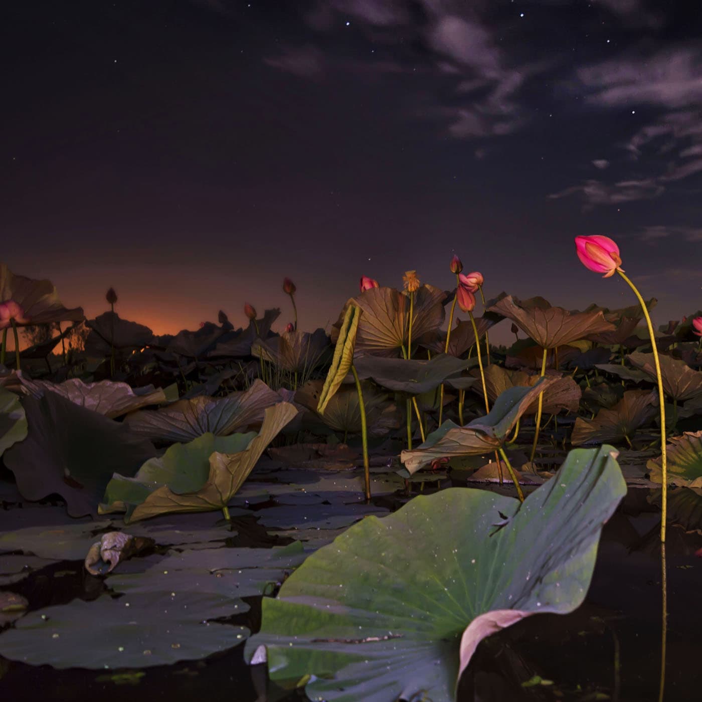 Discover Calm & Sleep Inside the Lost Gardens