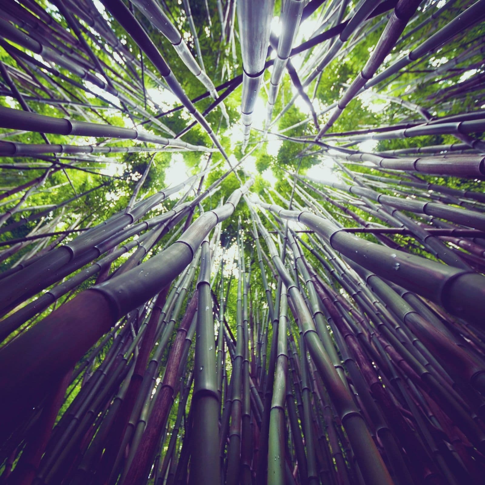 Bamboo Forest Soundscape: Nature Sounds for Sleep & Deep Relaxation