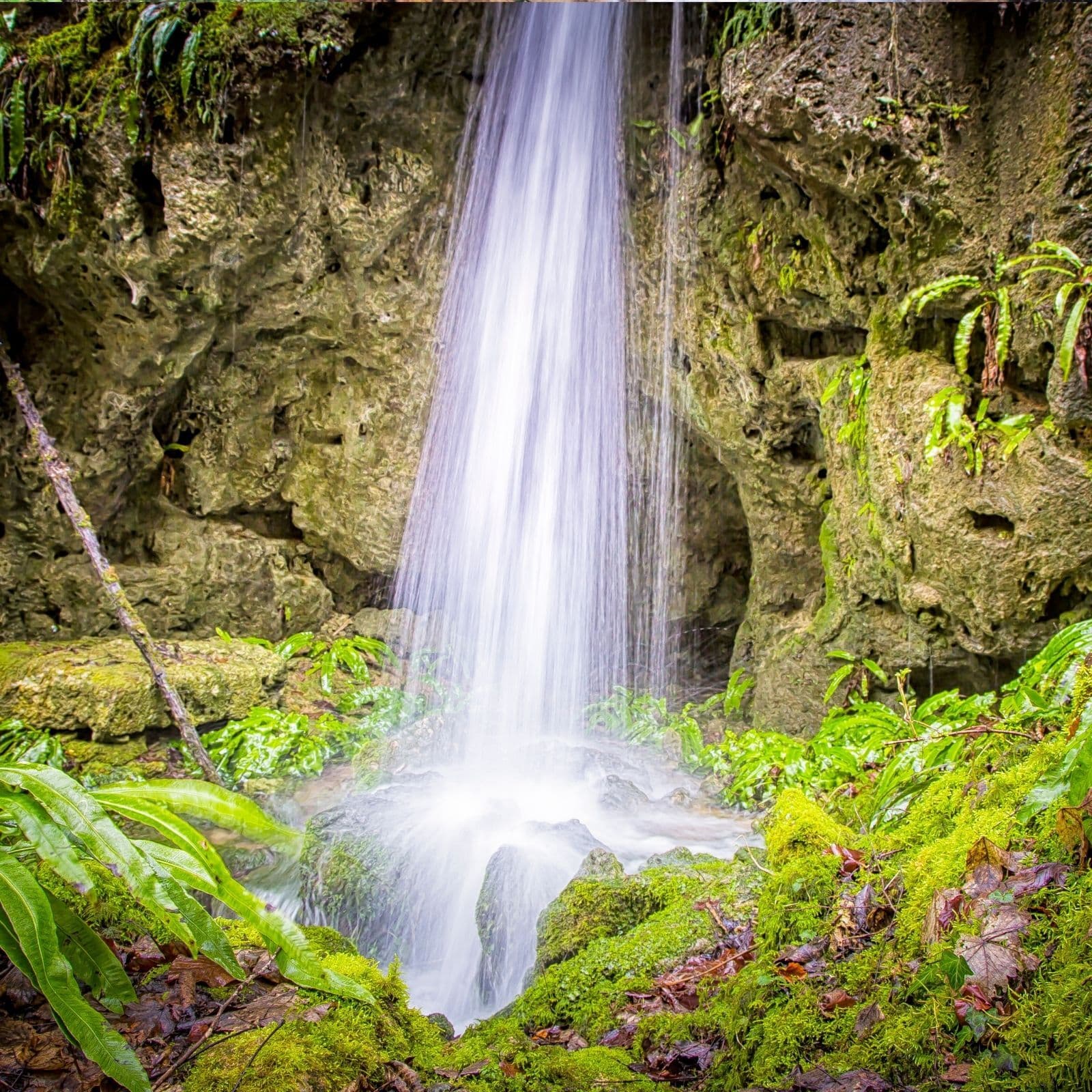 Birdsong and Flowing Water: Calming Nature Sounds for Sleep and Relaxation