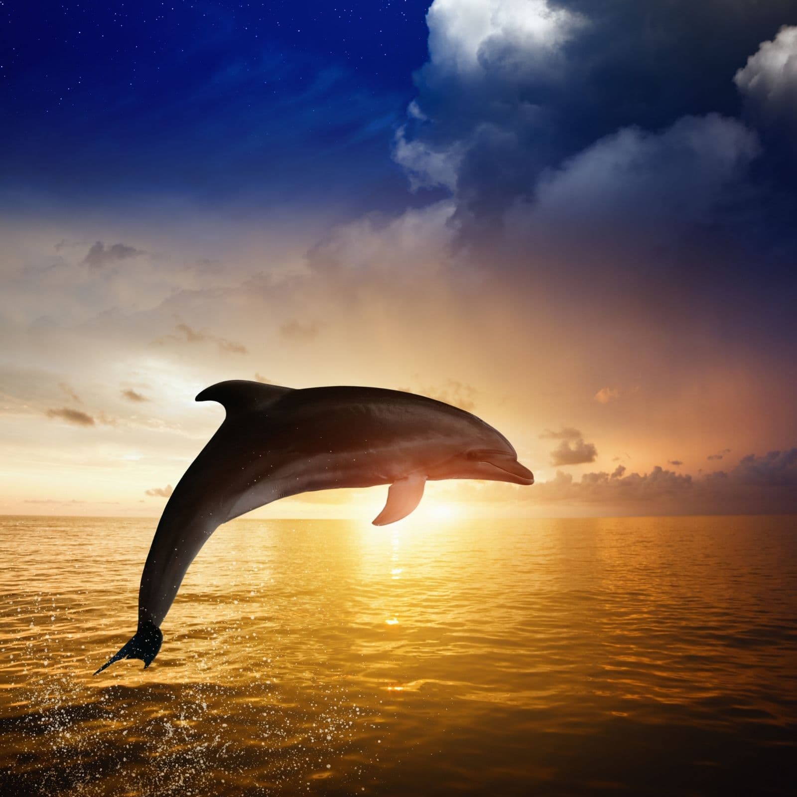 The Island of Dolphins: A Bedtime (or Anytime) Sleep Story