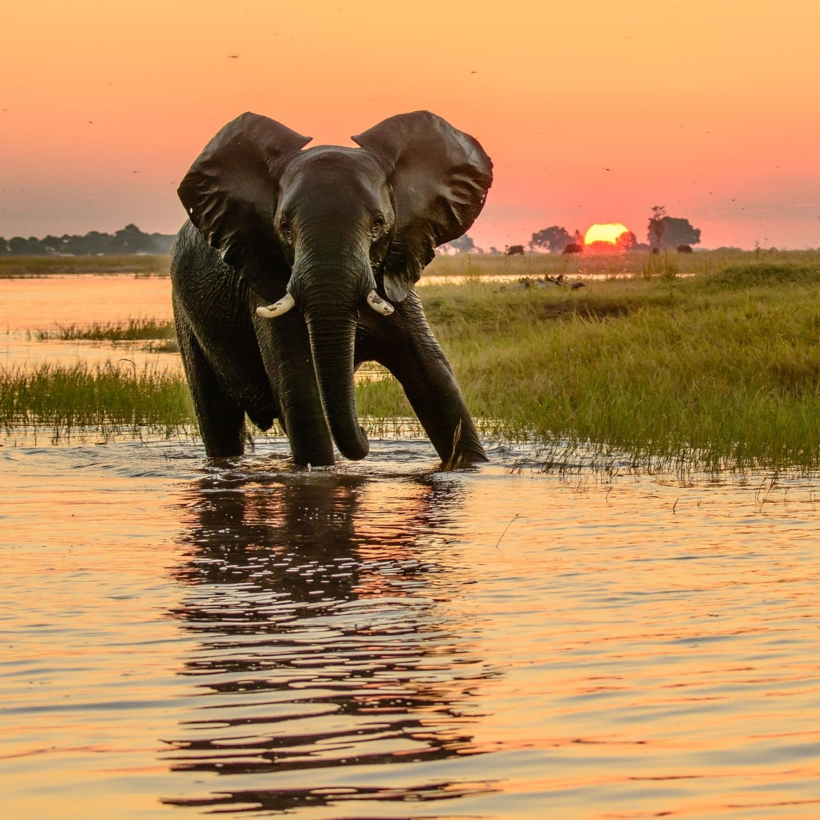 African Sleep Story: The Lost Explorer of the Mkuze River