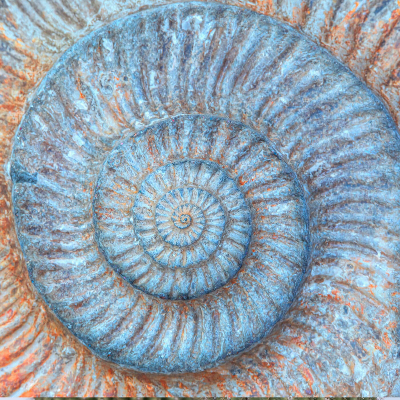 The Collector‘s House | A Story for Sleep