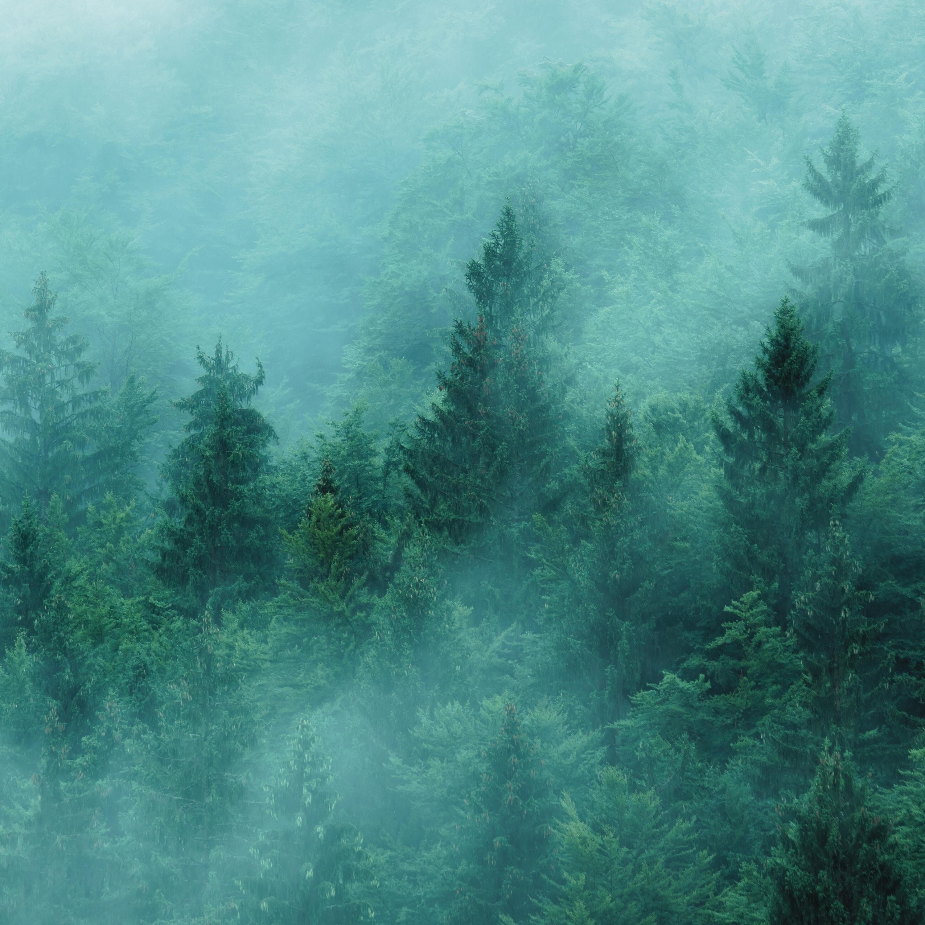 Rain & Distant Thunder: Nature Sleep Sounds,