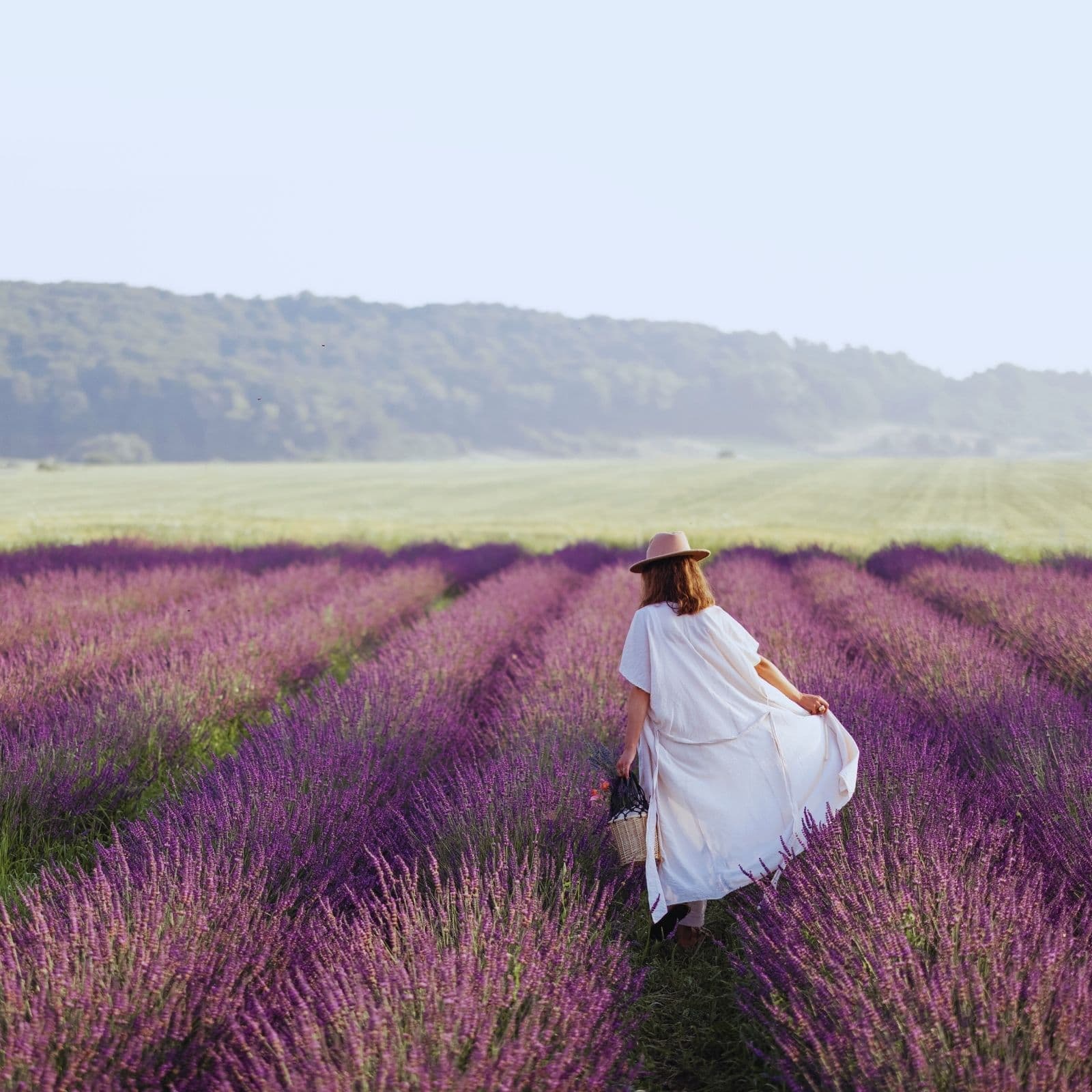 Lavender Dreams | Binaural Beats in Provence for Deep Sleep & Calm