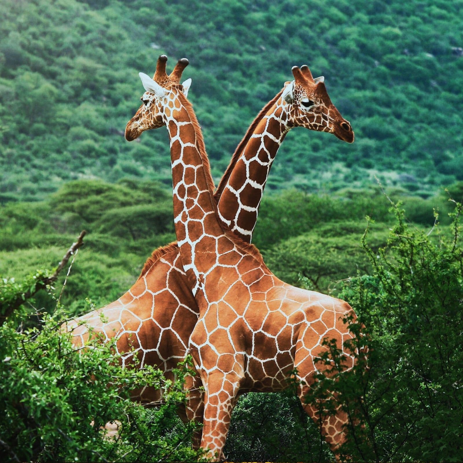 African River Delta for Sleep & Relaxation