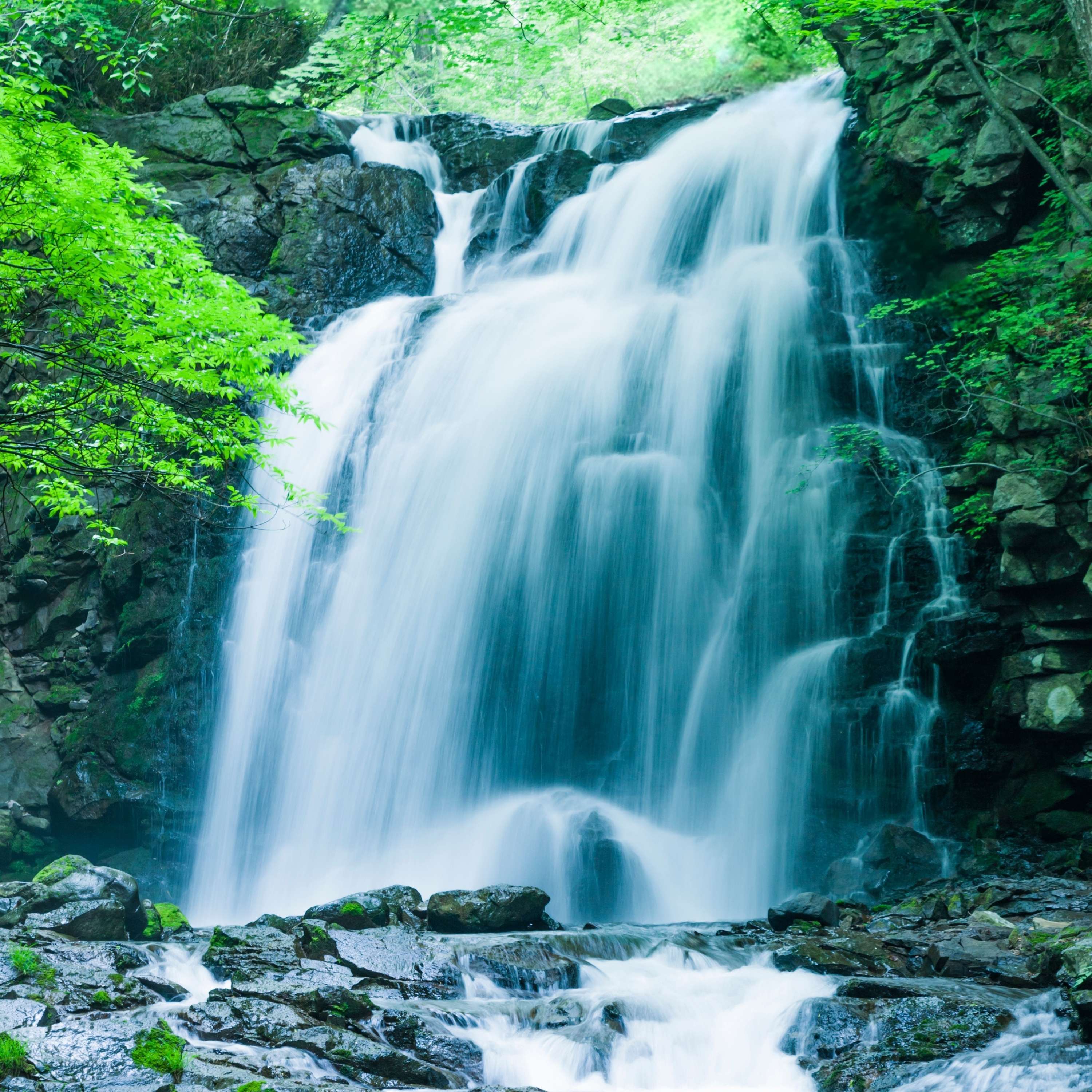 Forest Waterfall with Gentle Birds