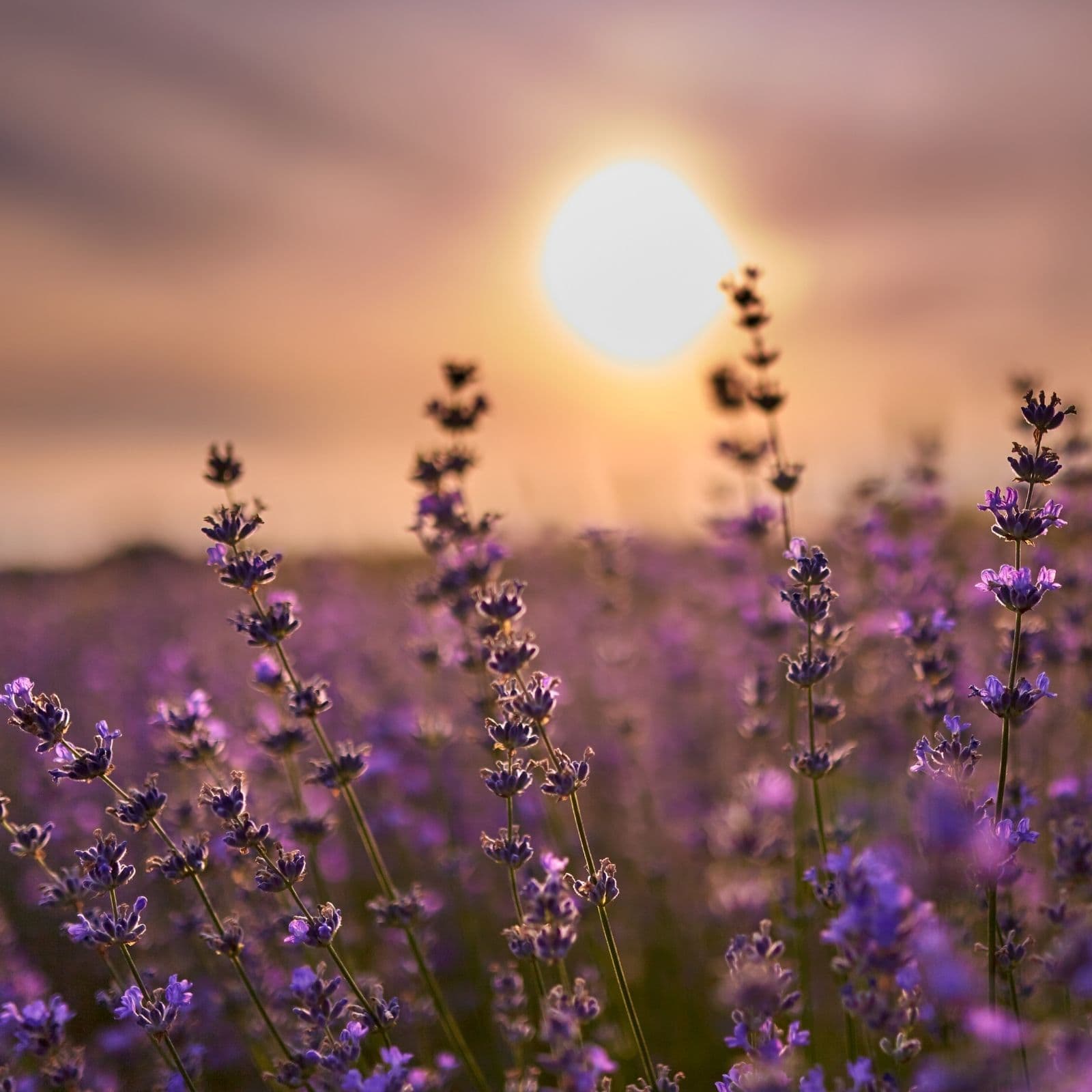 Lavender Fields Guided Visualization with Nature Sounds for Deep Sleep