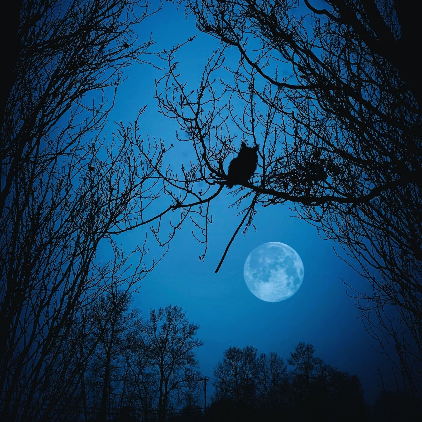 Forest Night Ambient Sleep Music