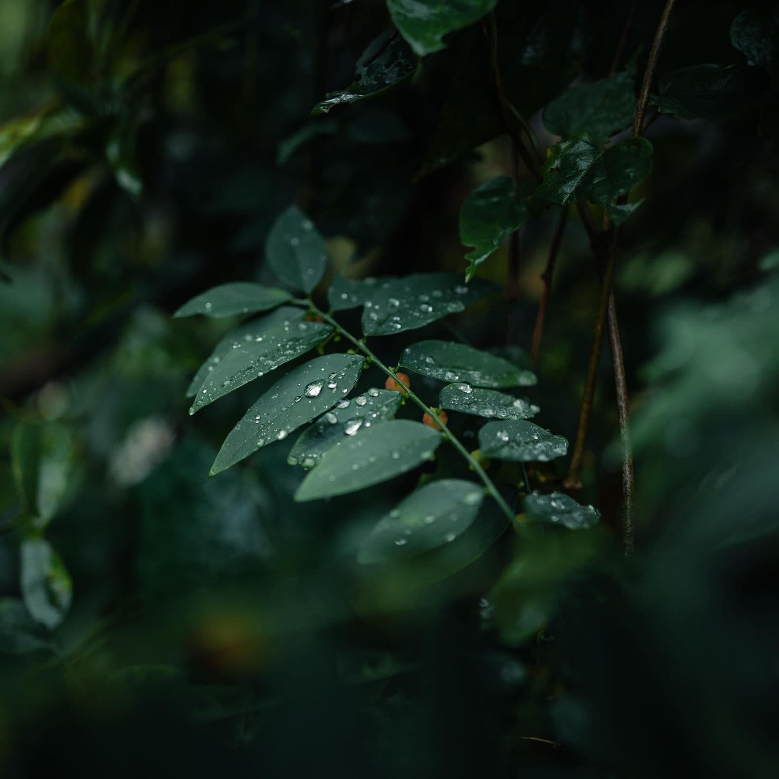 Storm in the Forest:  Rain on Leaves & Rolling Thunder for Deep Sleep