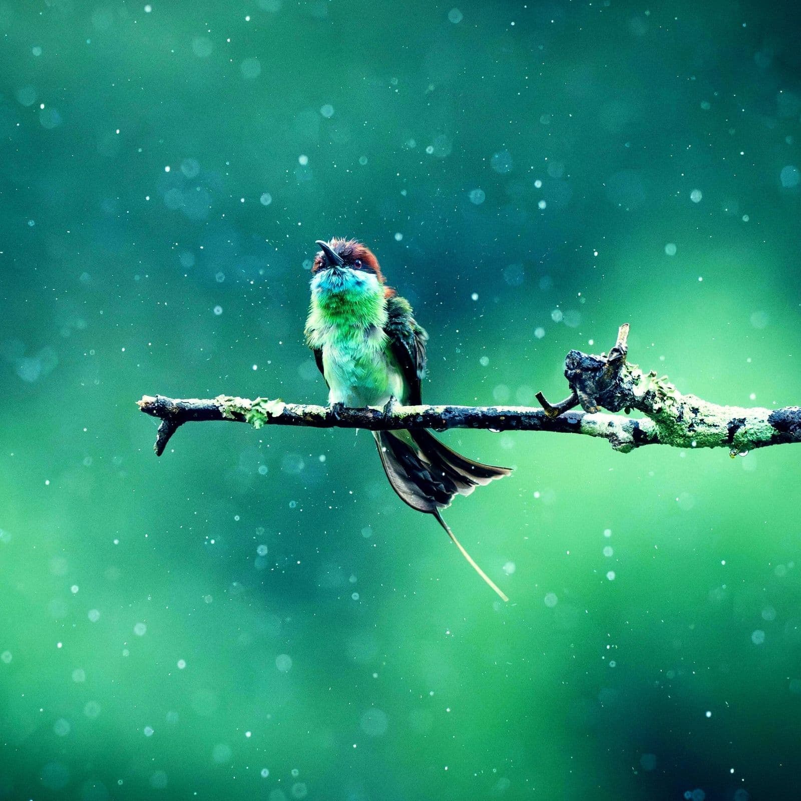 Tropical Forest Rain & Birds for Sleep