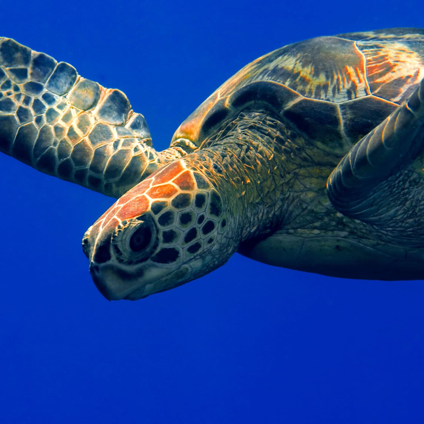 The Island of Happiness | Guided Visualization for Relaxation & Calm