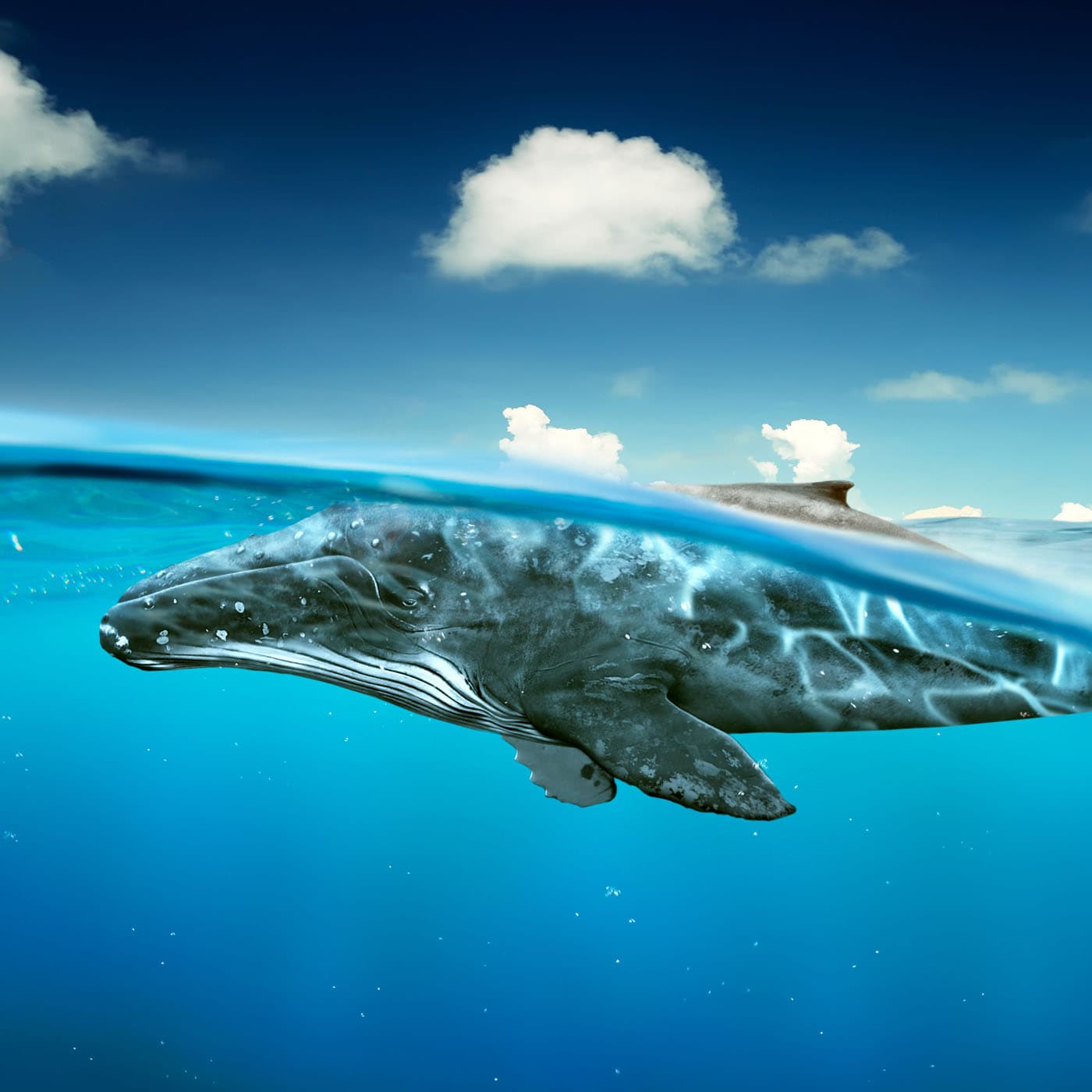 Whale Dreams for Sleep